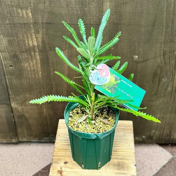 Amazon｜観葉植物 鉢花 苗：バンクシア セラータ*5号 Banksia serrata